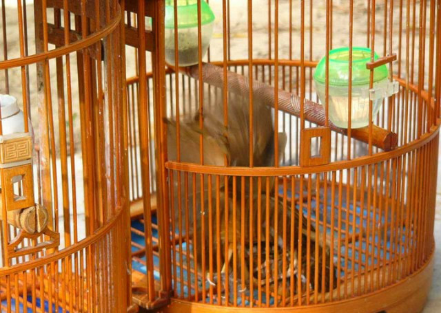 Cuộc tranh hùng ác liệt giữa hai chú họa mi Cuộc tranh hùng ác liệt giữa hai chú họa mi