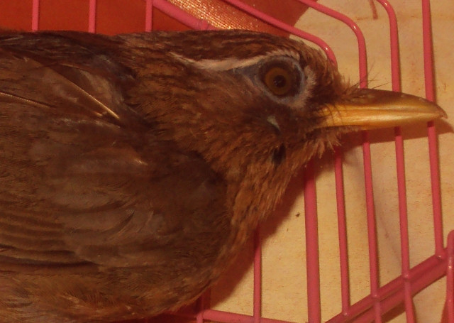 Bổ đầu đối thủ Bổ đầu đối thủ