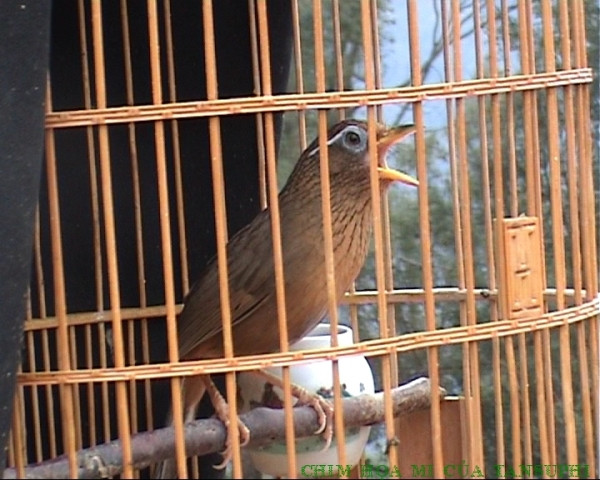 Ngũ trường Ngũ trường