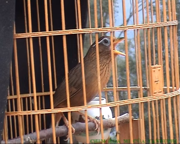 Ngũ trường