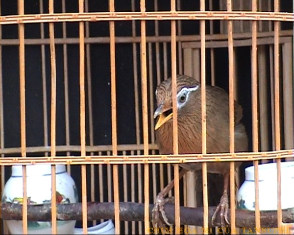 Ra đòn... Ra đòn...