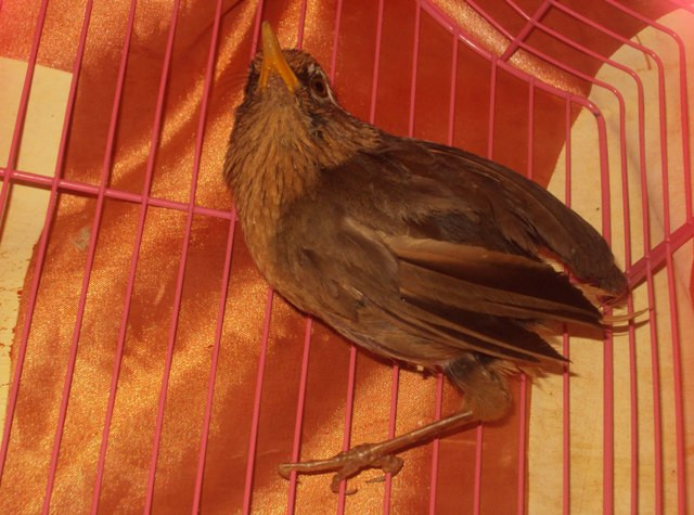 ,Né đòn ,Né đòn