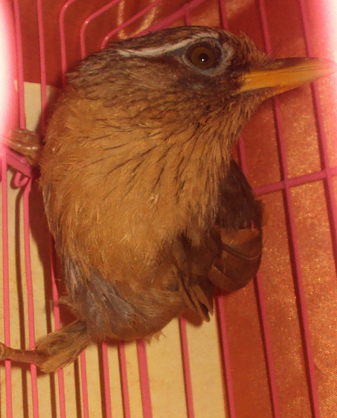 Nhảy cầu đứng Nhảy cầu đứng