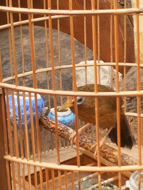 Đánh trực diện