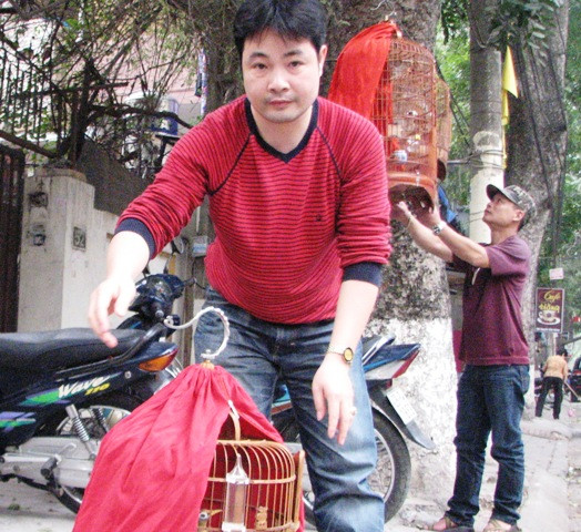 Mi chọi phải được phủ khăn đỏ và hạn chế tiếp xúc với mi khác trước khi thi đấu