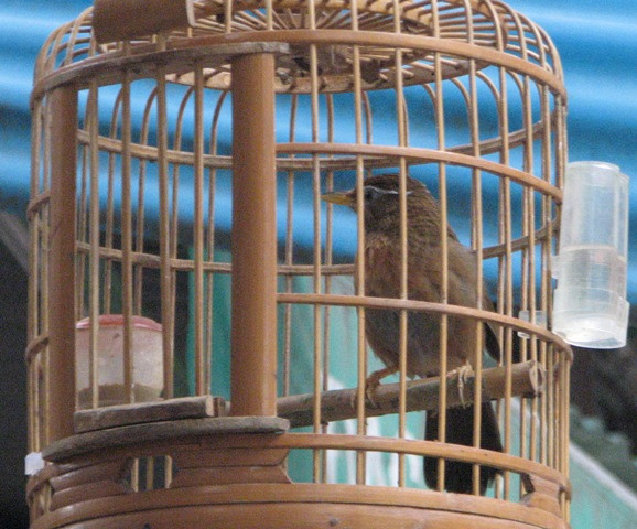 Chú mi chọi đã đủ "lửa" và sẵn sàng nghênh chiến