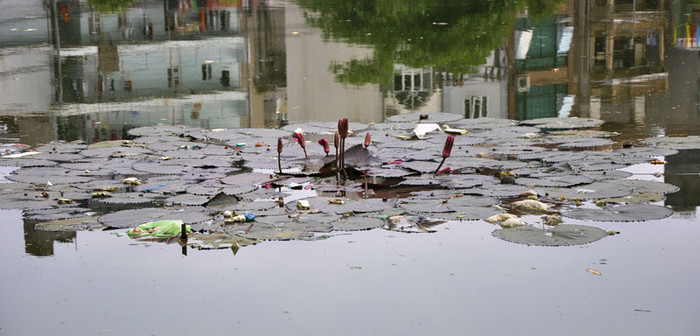 Những cây hoa súng giữa hồ cũng bị bủa vây rác thải. Những cây hoa súng giữa hồ cũng bị bủa vây rác thải.