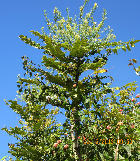 Ảnh Thu Hiền Ảnh Thu Hiền