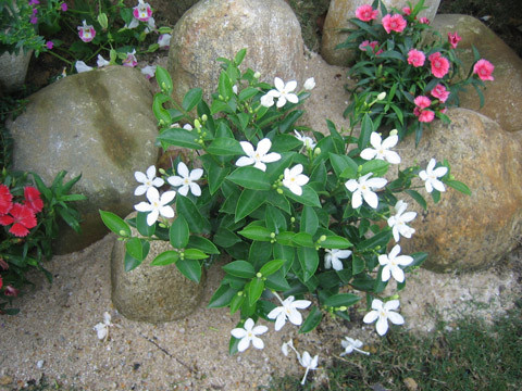 Ảnh Le Thuc Vu Ảnh Le Thuc Vu