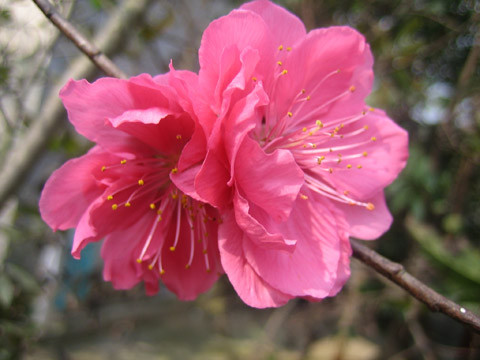 Còn bạn đọc Le Thuc Vu thì chia sẻ hình ảnh của những bông hoa trong vườn nhà đang khoe sắc chuẩn bị đón một mùa xuân mới sắp về. Còn bạn đọc Le Thuc Vu thì chia sẻ hình ảnh của những bông hoa trong vườn nhà đang khoe sắc chuẩn bị đón một mùa xuân mới sắp về.