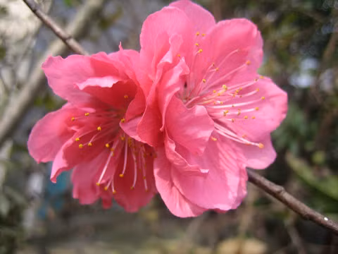 Còn bạn đọc Le Thuc Vu thì chia sẻ hình ảnh của những bông hoa trong vườn nhà đang khoe sắc chuẩn bị đón một mùa xuân mới sắp về.