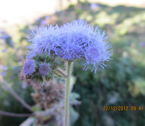 Ảnh Thu Hiền Ảnh Thu Hiền