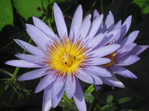 Ảnh Le Thuc Vu Ảnh Le Thuc Vu