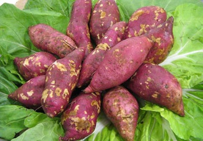 6. Ăn nhiều khoai lang giải độc : Khoai lang giàu vitamin A và vitamin C. Vitamin A có thể làm cho mắt khỏe hơn, vitamin C có tác dụng làm đẹp, còn kali ngoài giữ cho nhịp tim bình thường ra, còn phòng ngừa huyết áp cao. 6. Ăn nhiều khoai lang giải độc : Khoai lang giàu vitamin A và vitamin C. Vitamin A có thể làm cho mắt khỏe hơn, vitamin C có tác dụng làm đẹp, còn kali ngoài giữ cho nhịp tim bình thường ra, còn phòng ngừa huyết áp cao.