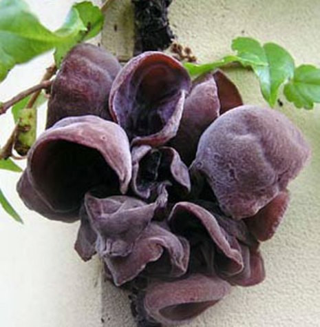 2. Ăn nhiều mộc nhĩ: Mộc nhĩ chứa chất keo thực vật có sức kết dính khá mạnh, có thể hấp thu các tạp chất còn lưu lại trong hệ tiêu hóa của cơ thể. Mộc nhĩ cũng là loại thức ăn làm sạch ruột thải độc rất tốt, hơn nữa lại là loại gặp nước thì nở ra, nên sẽ mang lại cho ruột nhiều nước hơn. Song, với những người bị táo bón, nếu ăn mộc nhĩ sẽ gây khó khăn hơn trong vấn đề bài tiết. 2. Ăn nhiều mộc nhĩ: Mộc nhĩ chứa chất keo thực vật có sức kết dính khá mạnh, có thể hấp thu các tạp chất còn lưu lại trong hệ tiêu hóa của cơ thể. Mộc nhĩ cũng là loại thức ăn làm sạch ruột thải độc rất tốt, hơn nữa lại là loại gặp nước thì nở ra, nên sẽ mang lại cho ruột nhiều nước hơn. Song, với những người bị táo bón, nếu ăn mộc nhĩ sẽ gây khó khăn hơn trong vấn đề bài tiết.