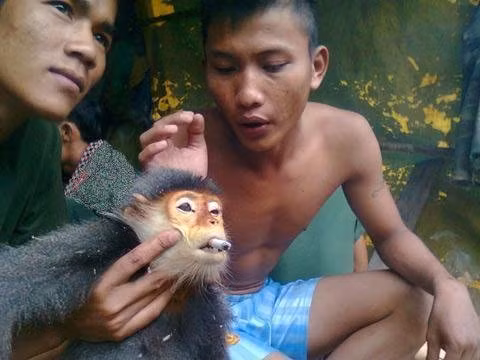 Nhóm thanh niên đang hành hạ con voọc (ảnh trên Facebook của Quang).