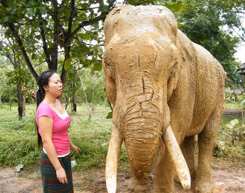 Nhân viên khu Du lịch sinh thái Bản Đôn buồn rầu nhìn con voi bị trọng thương. Ảnh: Báo Đắk Lắk.