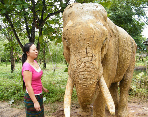 Nhân viên khu Du lịch sinh thái Bản Đôn buồn rầu nhìn con voi bị trọng thương. Ảnh: Báo Đắk Lắk. Nhân viên khu Du lịch sinh thái Bản Đôn buồn rầu nhìn con voi bị trọng thương. Ảnh: Báo Đắk Lắk.