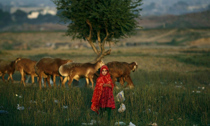 Một cô bé dân tị nạn Afghanistan đứng cạnh đàn cừu của gia đình trên cánh đồng gần khu ổ chuột ở ngoại ô Islamabad, Pakistan ngày 01/10. Một cô bé dân tị nạn Afghanistan đứng cạnh đàn cừu của gia đình trên cánh đồng gần khu ổ chuột ở ngoại ô Islamabad, Pakistan ngày 01/10.