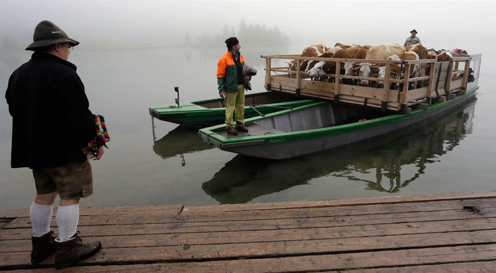 Những người chăn bò xứ Bavaria đang dùng thuyền đưa đàn bò vượt hồ Koenigssee gần Berchtesgaden miền nam nước Đức hôm 03/10. Thuyền là phương tiện duy nhất để đưa đàn gia súc trở từ những đồng cỏ trên núi về nhà để tránh đông. Những người chăn bò xứ Bavaria đang dùng thuyền đưa đàn bò vượt hồ Koenigssee gần Berchtesgaden miền nam nước Đức hôm 03/10. Thuyền là phương tiện duy nhất để đưa đàn gia súc trở từ những đồng cỏ trên núi về nhà để tránh đông.