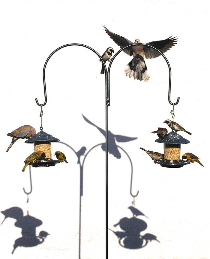 Những chú chim tụ họp trong một khu vườn ở Johannesburg, Nam Phi hôm 07/10.