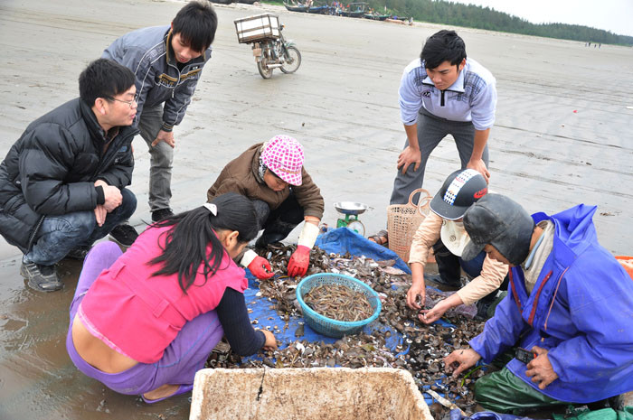 Phân loại cá, tôm, cua… đánh bắt được sau khi thuyền lên bờ