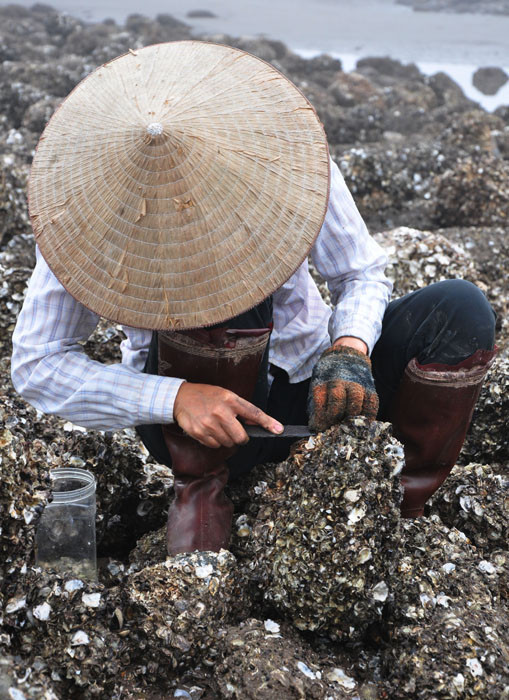 Công việc của những người gè hàu rất vất vả. Công việc của những người gè hàu rất vất vả.