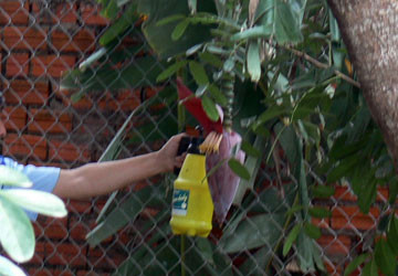 Xịt “thần dược” lên bắp chuối khi còn trên cây, sau đó bó rơm lại chờ kết quả (Nguồn Vietnamnet)