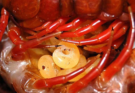 Khi đã đẻ hết, rết mẹ ôm chặt chùm trứng để bảo vệ...