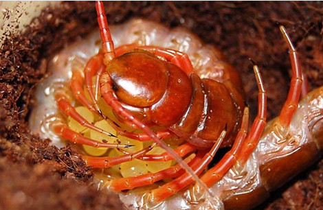 Khi đã đẻ hết, rết mẹ ôm chặt chùm trứng để bảo vệ...