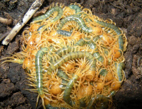 ...Và lớn nhanh như thổi.