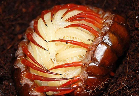 Hình dáng của chúng ngày càng rõ ràng.