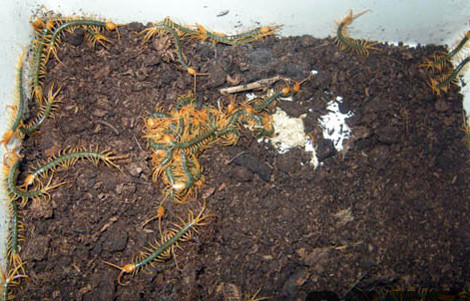 Khi đủ cứng cáp, chúng bắt đầu cuộc sống độc lập.