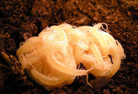 ...Rết mẹ thả rết con xuống đất để chúng tự sinh tồn theo bản năng.