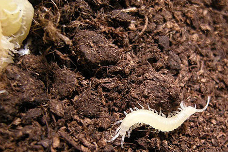 Một số rết sơ sinh đã tách đàn để khám phá thế giới.