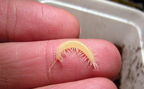 Một số rết sơ sinh đã tách đàn để khám phá thế giới.