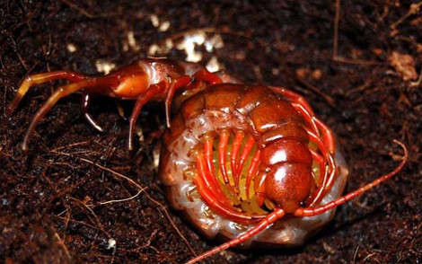 Khi đã đẻ hết, rết mẹ ôm chặt chùm trứng để bảo vệ...