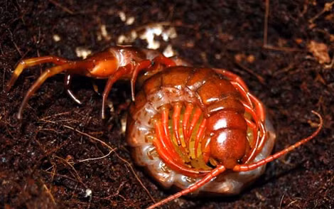 Khi đã đẻ hết, rết mẹ ôm chặt chùm trứng để bảo vệ... Khi đã đẻ hết, rết mẹ ôm chặt chùm trứng để bảo vệ...