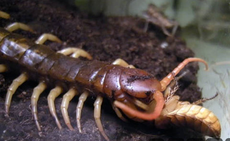 Khi đủ cứng cáp, chúng bắt đầu cuộc sống độc lập.