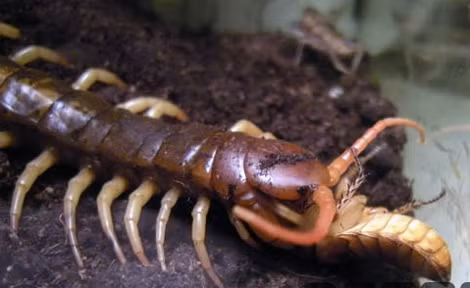 Khi đủ cứng cáp, chúng bắt đầu cuộc sống độc lập. Khi đủ cứng cáp, chúng bắt đầu cuộc sống độc lập.