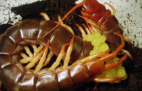 Dù ghê rợn nhưng rết khổng lồ Việt Nam (Scolopendra subspinipes) lại là vật nuôi ưa chuộng của dân chơi phương Tây. Nhiều người đã nhân giống thành công chúng. Trong ảnh là một rết mẹ đang đẻ những quả trừng dính nhớp.