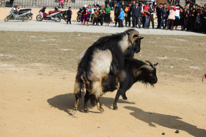 Trước khi lên sới , tranh thủ tình yêu một chút làm động lực thi đấu