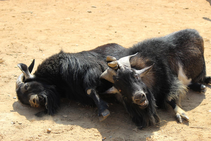 Cuối cùng hạ knock out đối thủ bằng miếng võ judo khóa chân