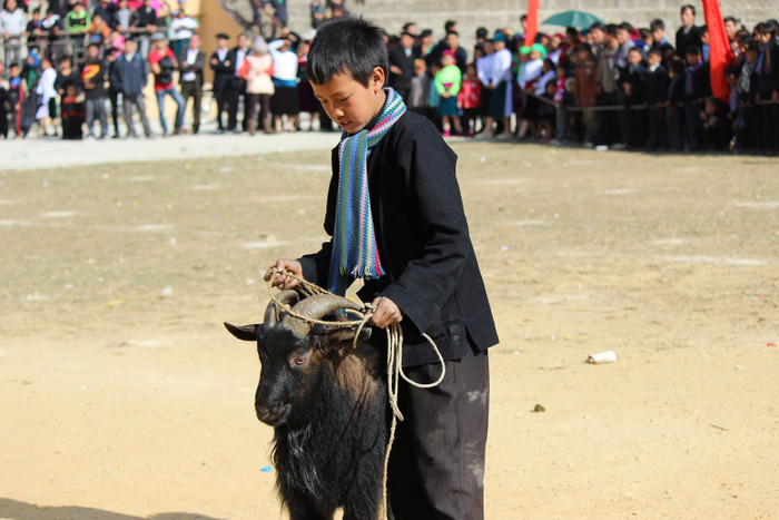 Chủ dê tuy còn nhỏ tuổi nhưng rất yêu thích môn chọi dê