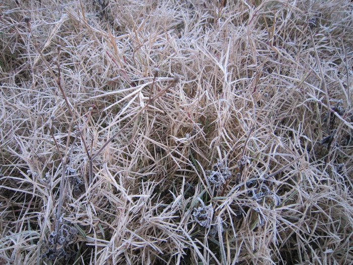 Băng giá xuất hiện vào sáng sớm tại huyện Mèo Vạc