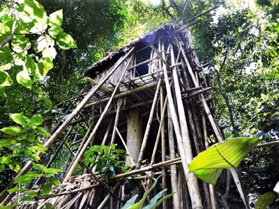 Nhà của con trai “người rừng” . Nhà của con trai “người rừng” .