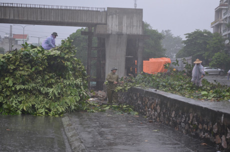 Công ty môi trường đô thị thành phố cắt bỏ những cây có nguy cơ gẫy đổ. Công ty môi trường đô thị thành phố cắt bỏ những cây có nguy cơ gẫy đổ.