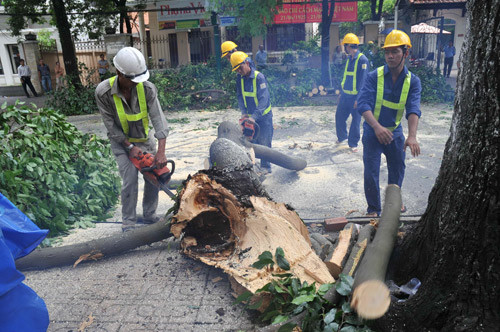 Công nhân Công ty TNHH MTV Công viên cây xanh - Ảnh: D.Đ.Minh Công nhân Công ty TNHH MTV Công viên cây xanh - Ảnh: D.Đ.Minh