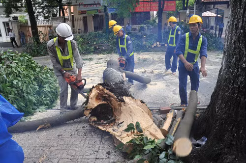 Công nhân Công ty TNHH MTV Công viên cây xanh - Ảnh: D.Đ.Minh