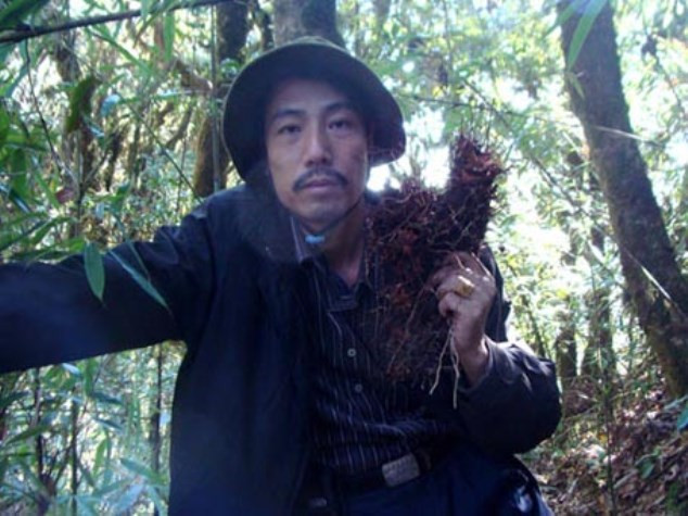 Theo lương y Phạm Văn Thanh, phải mất 50 năm, mới có được củ thuốc quý này. Củ thuốc này anh đào được ở đỉnh Tây Côn Lĩnh (Hà Giang). Ảnh Phạm Ngọc Dương